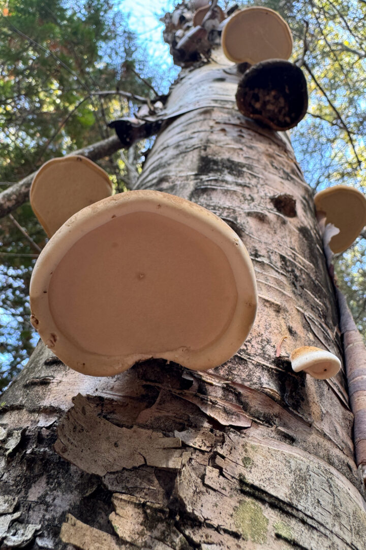 Birch Polypore (Fomitopsis betulina) &copy; Bea on iNaturalist, public domain