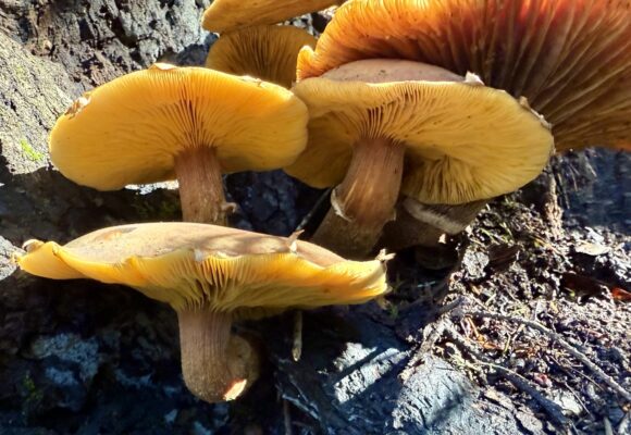 Honey Mushroom (Armillaria mellea) &copy; Chuck Wilson