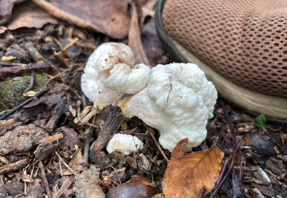 Aborted Entoloma (Entoloma abortivum) &copy; Mike Wenger, some rights reserved CC-BY-NC