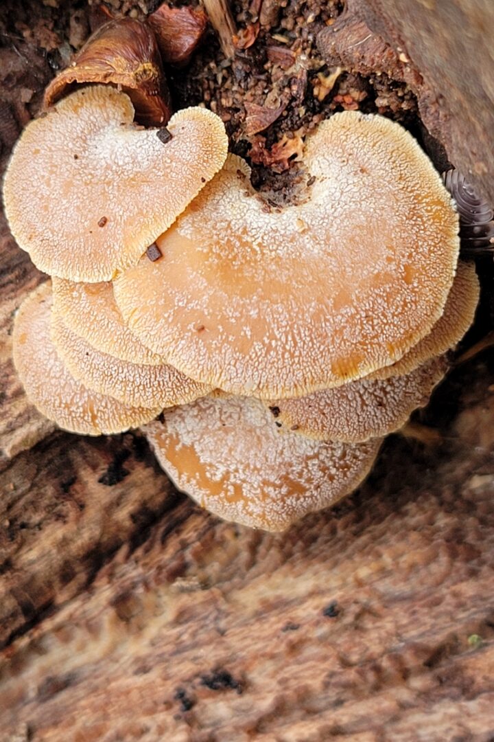 Luminescent Panellus (Panellus stipticus) &copy; andrew2285 on iNaturalist