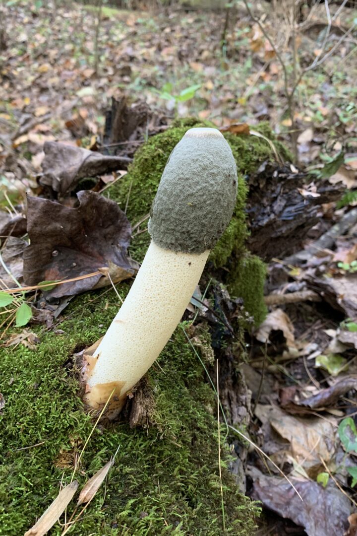 Ravenel’s Stinkhorn (Phallus ravenelii)  &copy; Robert Simcox, some rights reserved CC-BY