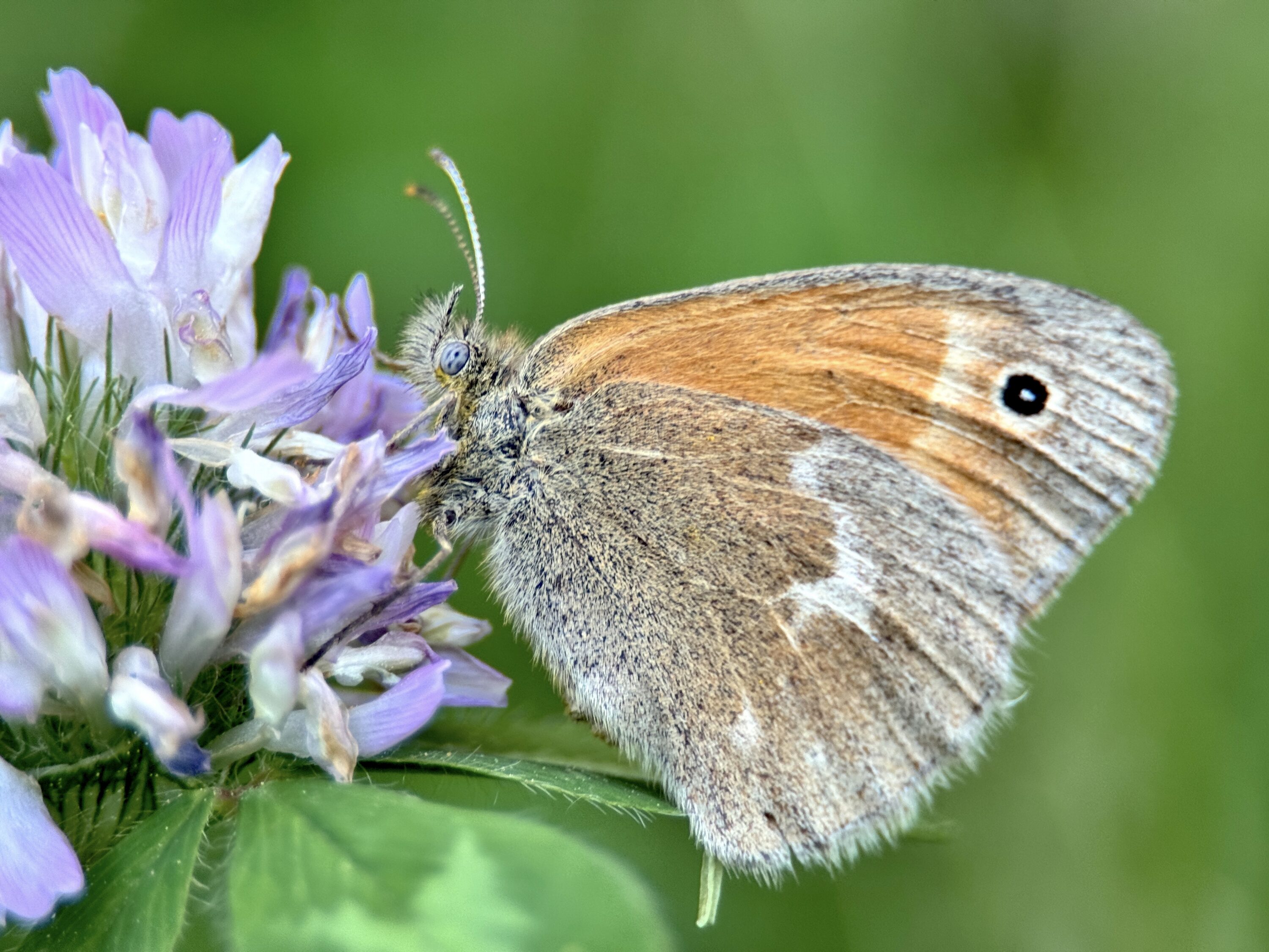 Common Ringlet (Coenonympha california) © Jill DeVito