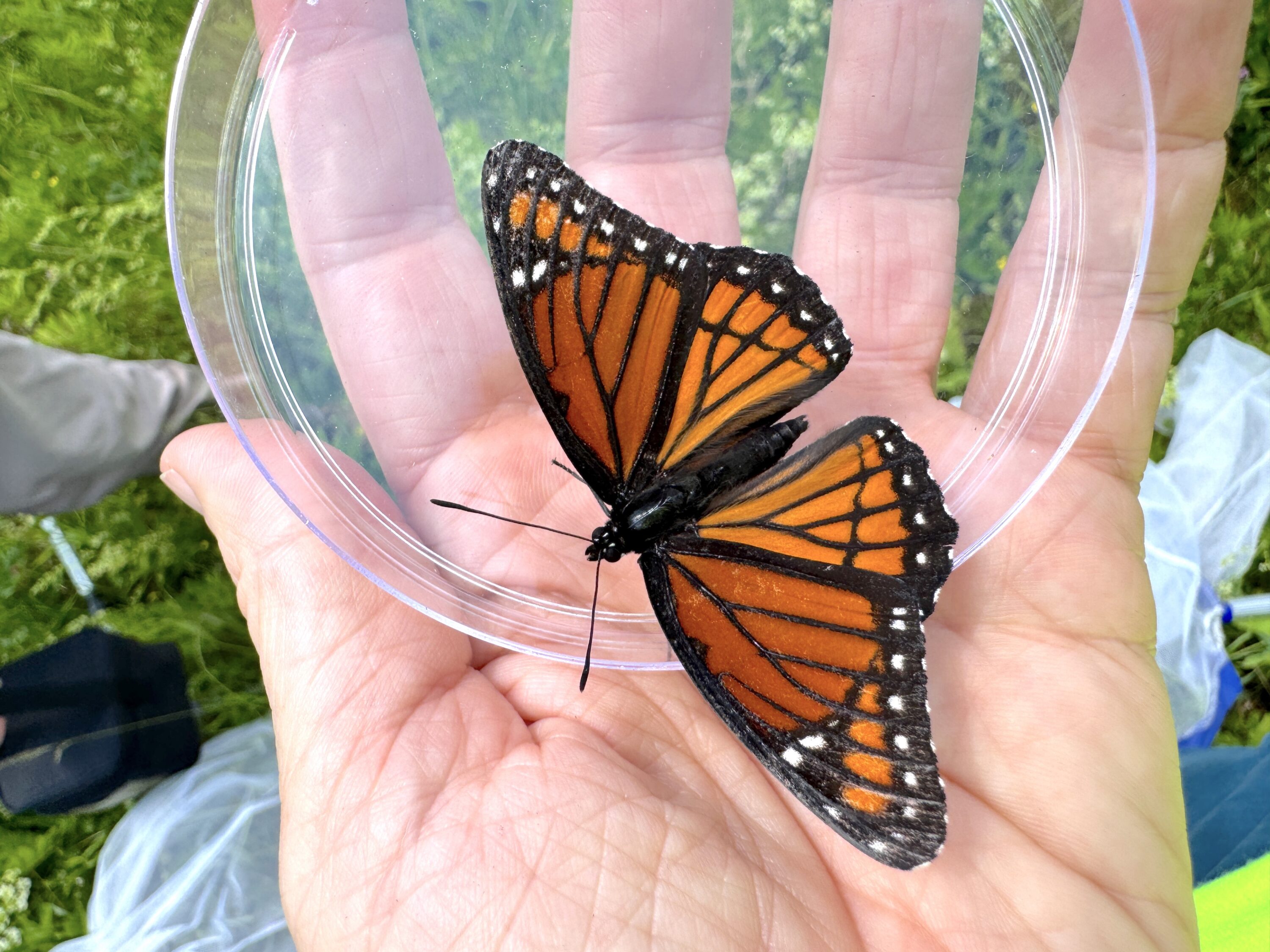 Viceroy (Limenitis archippus)