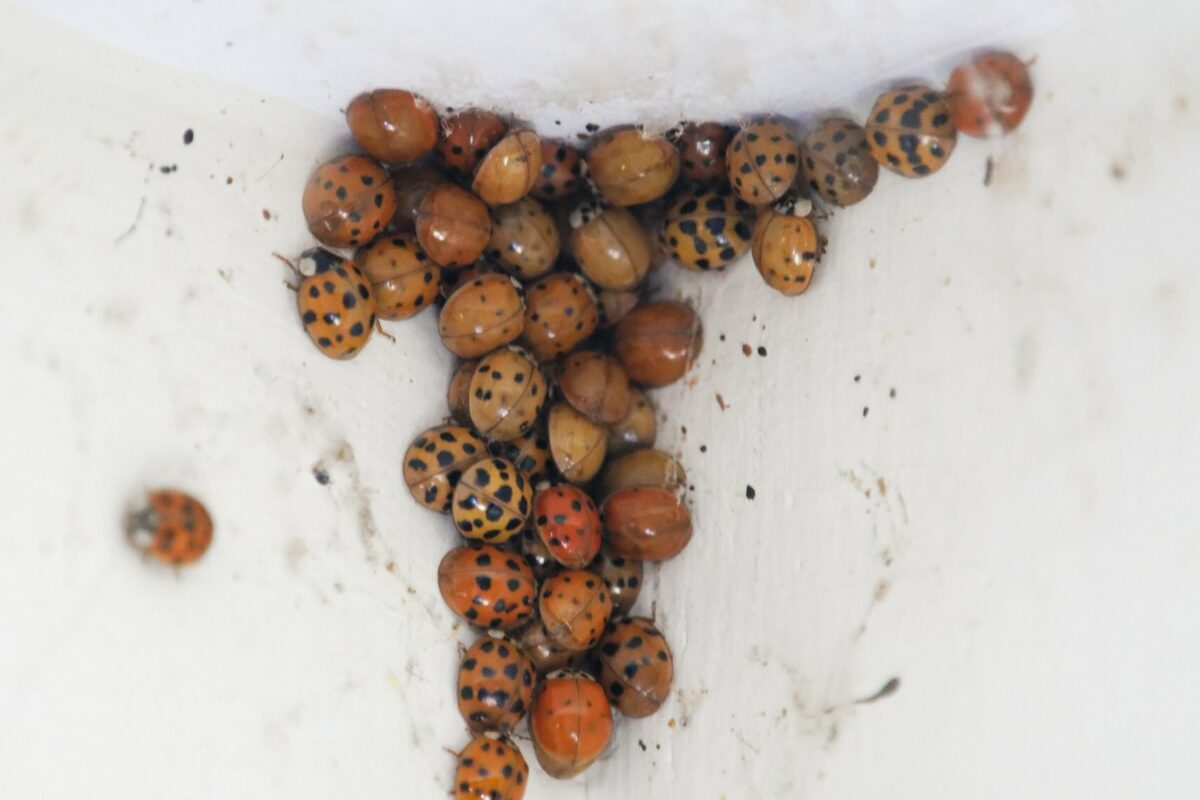 Asian Lady Beetles (also known as Harlequin Ladybird Beetles) cluster in warm spaces during the cold months. &copy; hobiecat on iNaturalist, some rights reserved CC-BY-NC